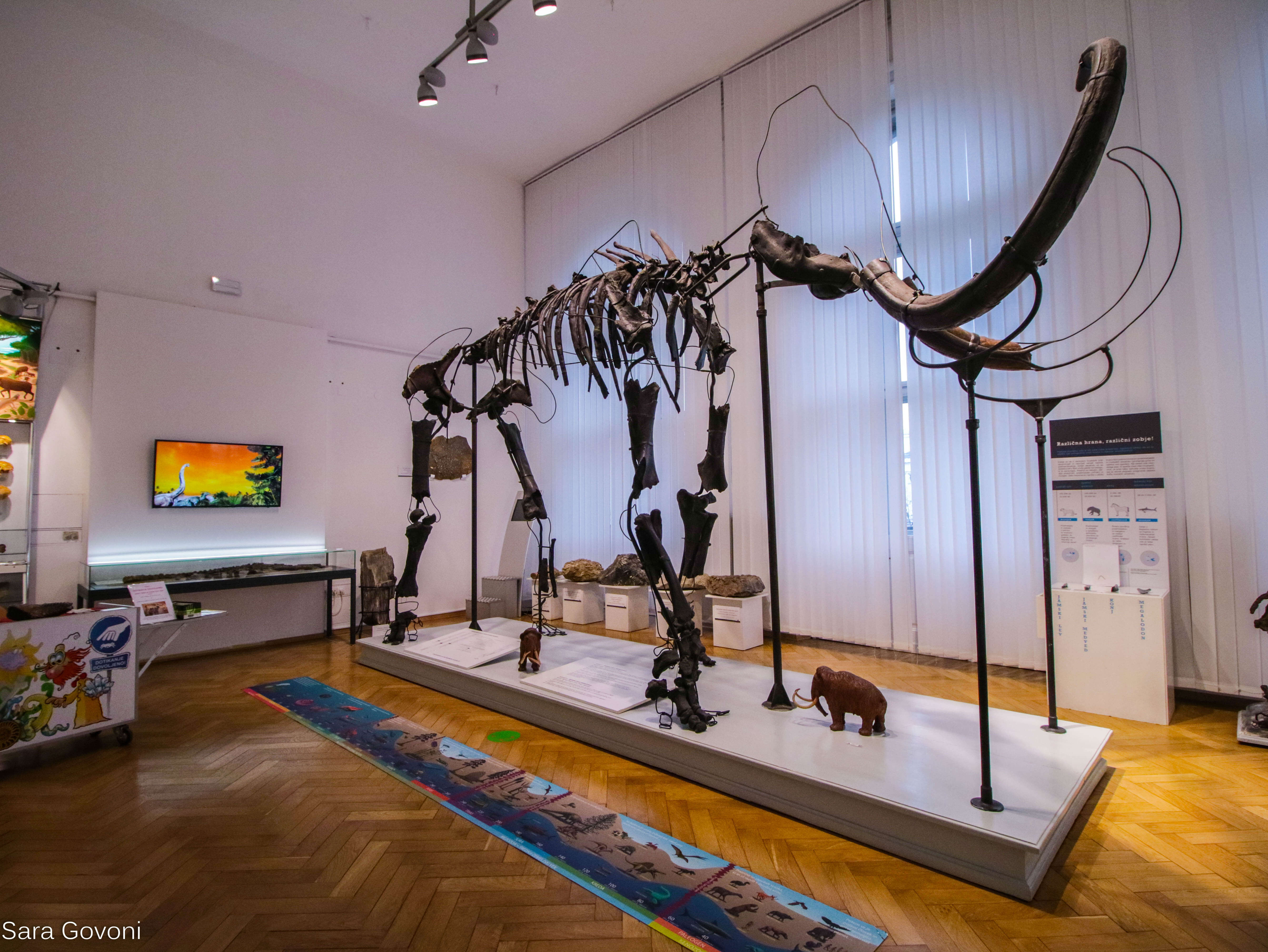 museo di storia naturale di Lubiana, sala interna con fossile