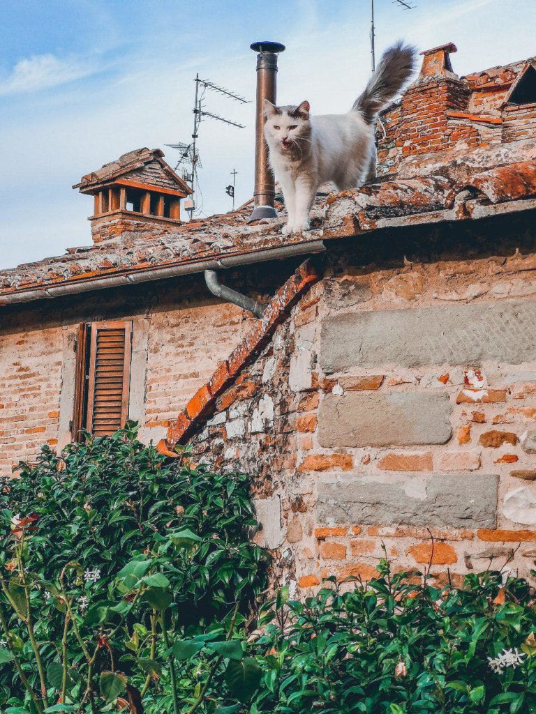 Cosa vedere ad Anghiari: il borgo dei gatti