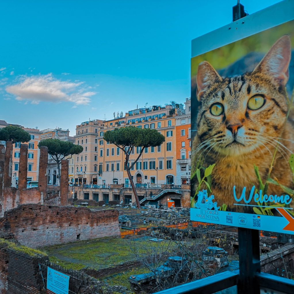 Alla ricerca dei gatti di Roma itinerario gattaro per la Città Eterna