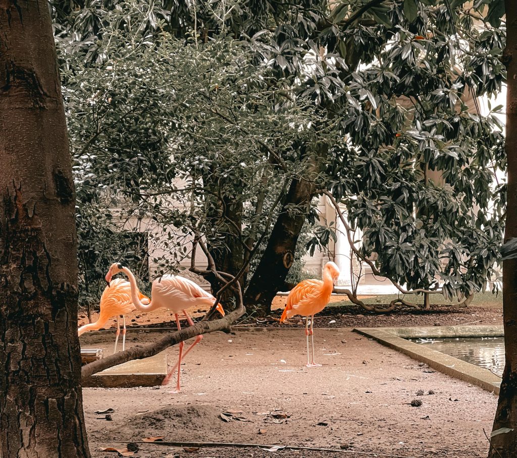 fenicotteri rosa di Villa Invernizzi nel giardino a Milano