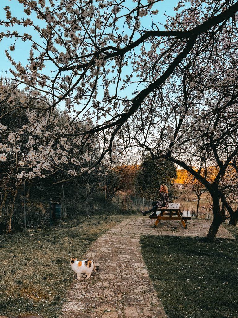 io e il gatto sotto gli alberi in fiore di Arquà