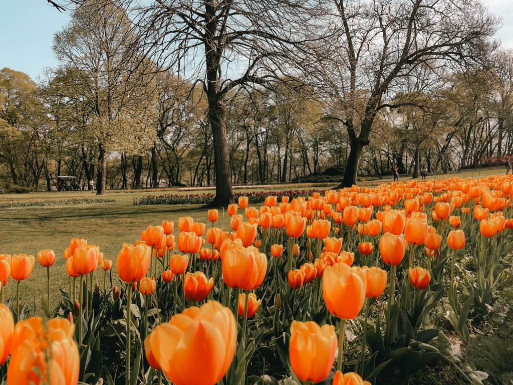 quando visitare il parco sigurtà, durante la fioritura dei tulipani