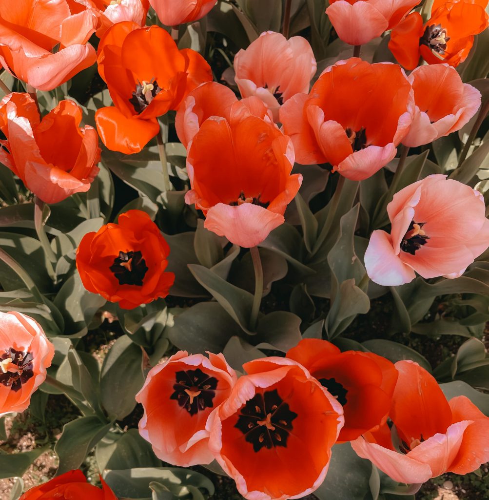 tulipani del parco giardino sigurtà