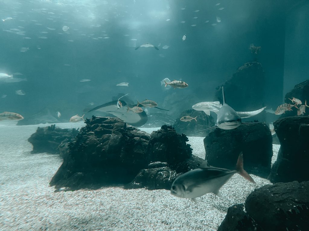 acquario di lisbona