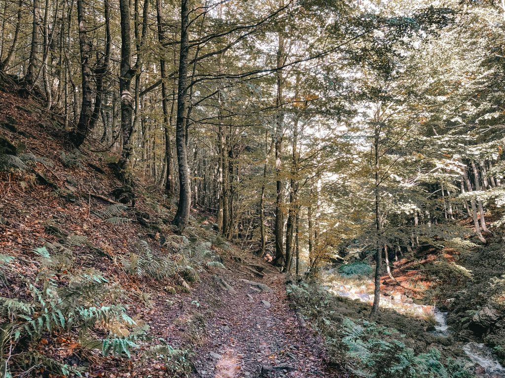 primo tratto nel bosco - escursione a corno alle scale