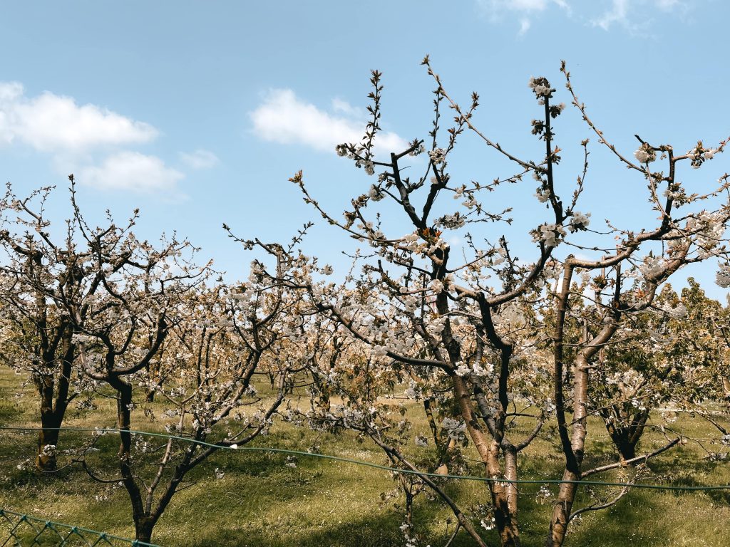 ciliegi in fiore a vignola