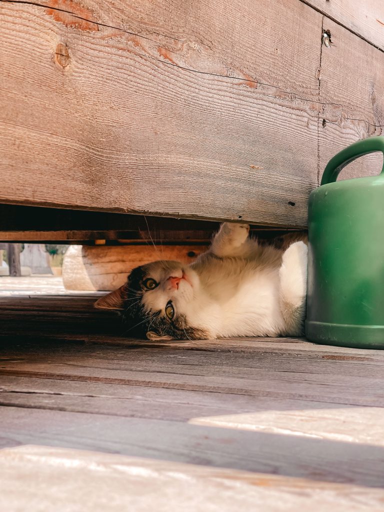 gatto del rifugio lungo il trekking