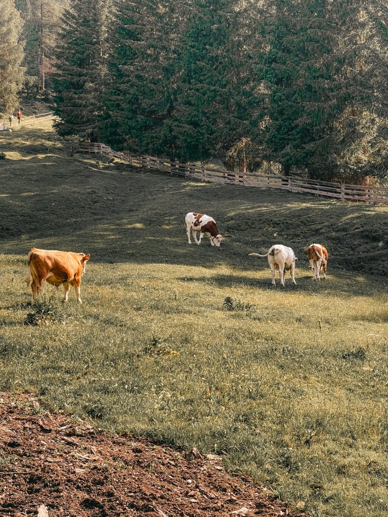 mucche al pascolo