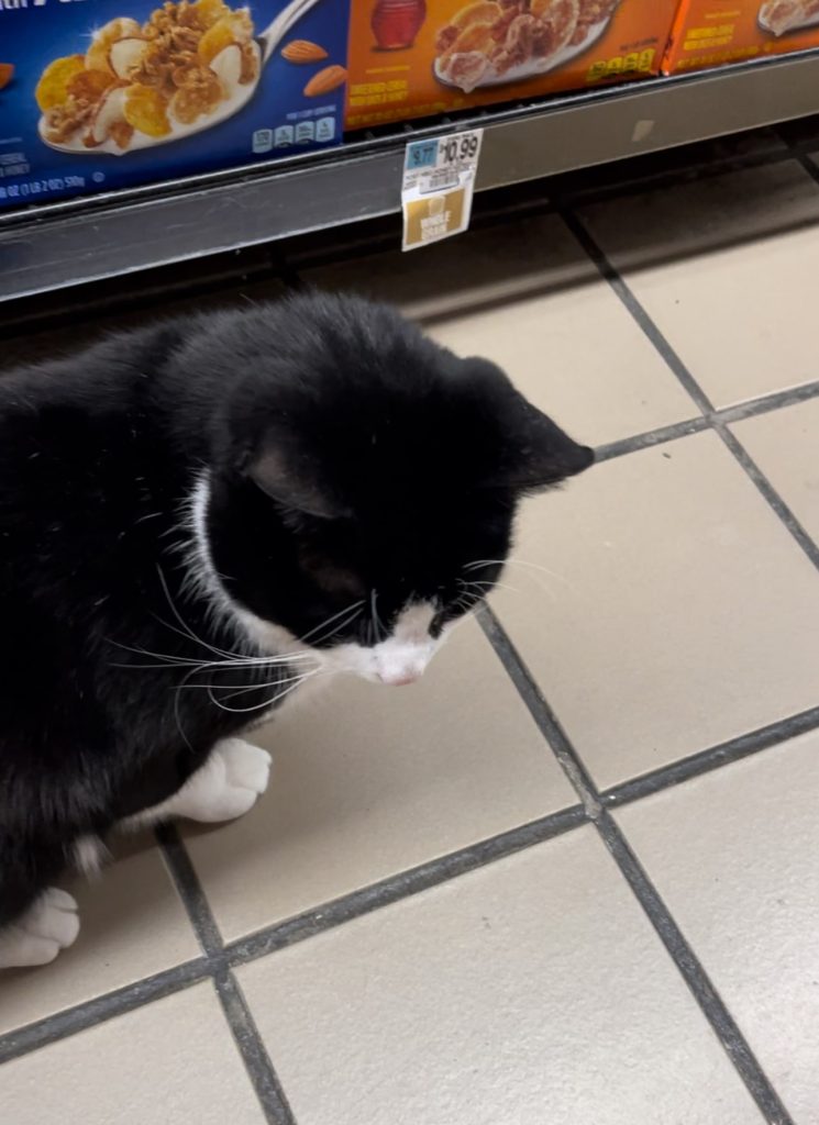 bodega cat d'agostino