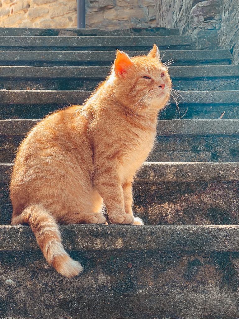 gatto rosso incontrato in romagna