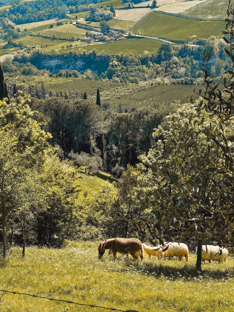 paesaggi nel parco della vena del gesso romagnola