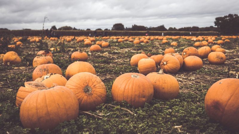 Pumpkin Patch: i migliori campi di zucche in Emilia Romagna