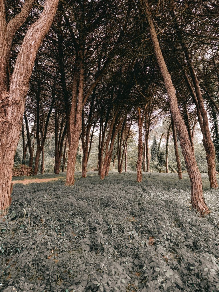 Trekking in Emilia Romagna: pineta di classe